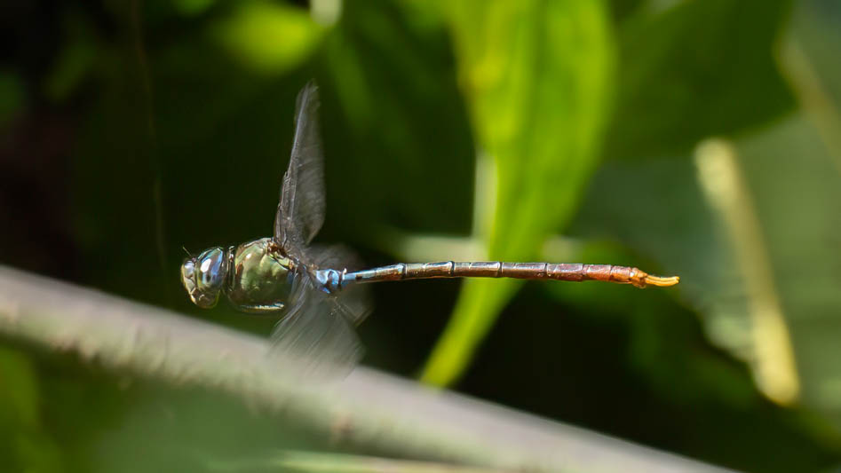 Gynacantha tibiata (Gold-tipped Darner)-2.jpg